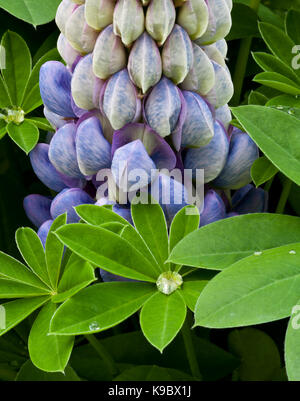 Close up di un blu fiore di Lupin Foto Stock