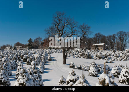 Coperta di neve ALBERI DI NATALE, LANCASTER PENNSYLVANIA Foto Stock