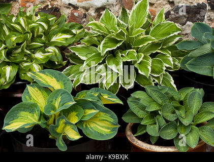 Hosta piante che crescono in una pentola Foto Stock