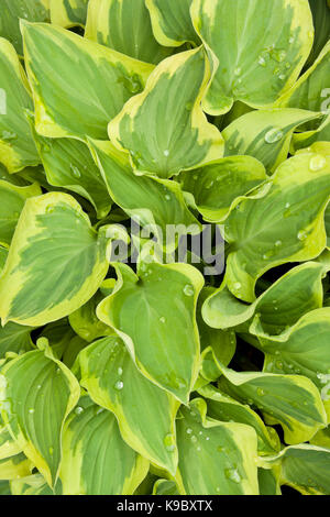 Hosta piante che crescono in una pentola Foto Stock