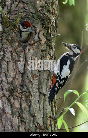 Maggiore / picchio rosso maggiore / buntspecht ( Dendrocopos major ) giovani nel foro di nido anticipando l'alimentazione maschio, l'Europa. Foto Stock