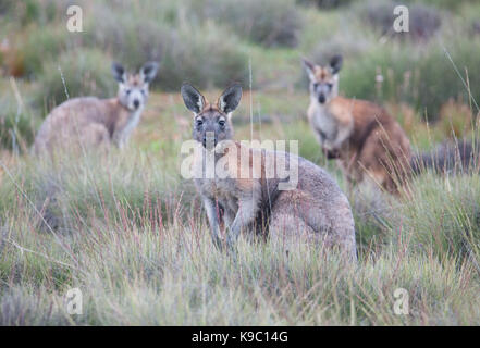 Wallaroo comune (Macropus robustus), Flinders Ranges, Sud Australia Foto Stock