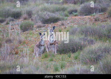 Wallaroo comune (Macropus robustus), Flinders Ranges, Sud Australia Foto Stock