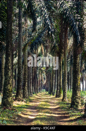 Bingerville, Costa d'Avorio, Costa d'Avorio. Un Palm-rigato Vicolo del paese. Foto Stock