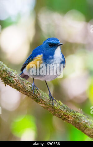 Maschio Bluetail himalayano (Tarsiger rufilatus), conosciuto anche come Orange-fiancheggiata Bush-robin - Doi Lang, Thailandia Foto Stock