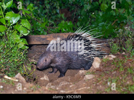 Coundou: la malese (Hystrix brachyura), Kaeng Krachan National Park, Thailandia Foto Stock