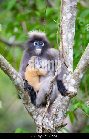 Dusky Leaf Monkey (Trachypithecus obscurus) noto anche come Spectacled Langur o foglia Spectacled scimmia, Kaeng Krachan National Park, Thailandia Foto Stock