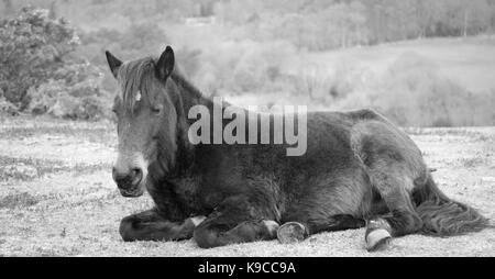 New Forest pony in bianco e nero Foto Stock