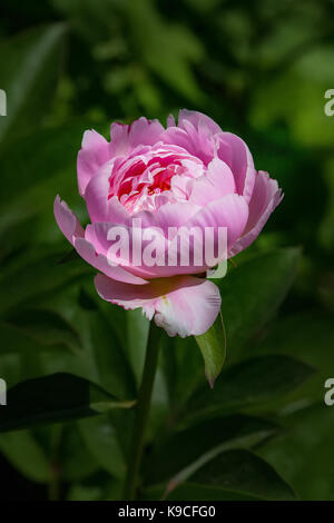 Un unico fiore giardino, peonia Gail Tischler, genus Paeonia, nel processo di apertura. Foto Stock