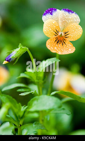 Johnny jump up flower è anche noto come viola, wild pansy e cuore di semplicità Foto Stock