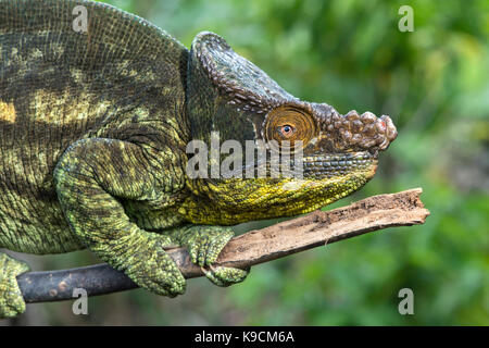 Chomel Panther Chameleon, chameleon di Parson (Calumma parsonii), endemico del Madagascar, Parco Nazionale Andasibe, Madagascar Foto Stock