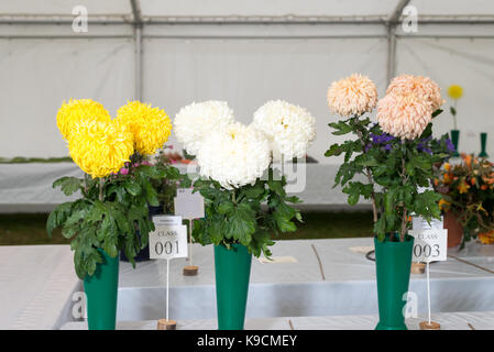 Vasi di fiori di crisantemo sul visualizzatore in corrispondenza di un'esposizione di orticultura. Foto Stock