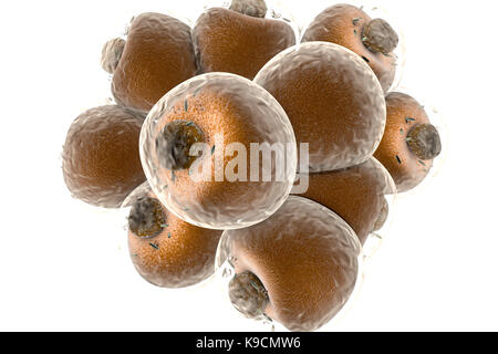 Cellule grasse isolate su bianco. Illustrazione con rendering 3d. Foto Stock