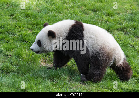 Panda gigante (Ailuropoda melanoleuca) un anno cub camminando in zoo Foto Stock