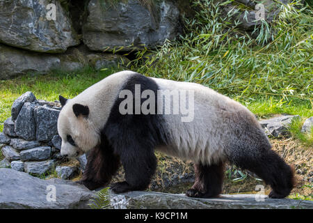 Panda gigante (Ailuropoda melanoleuca) capretti in zoo con bambù come cibo Foto Stock