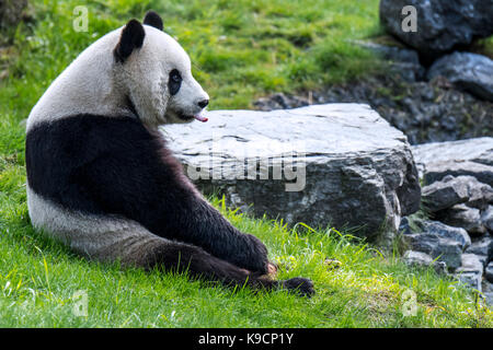 Giovane panda gigante (Ailuropoda melanoleuca) con la lingua fuori Foto Stock