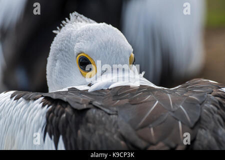 Pellicano australiano (pelecanus conspicillatus) appoggiato con bill nascosto tra ala piume Foto Stock