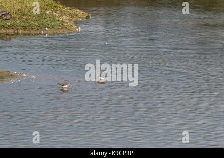 Due foraggio verde Sandpipers (Tringa ochropus) Foto Stock