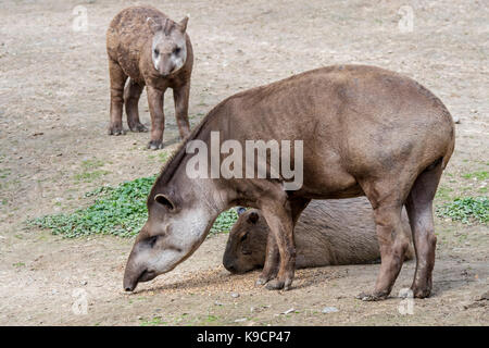 Sud Americana tapiro / brasiliano tapiro / pianura il tapiro (Tapirus terrestris) con giovani e capibara (hydrochoerus hydrochaeris) in zoo Foto Stock