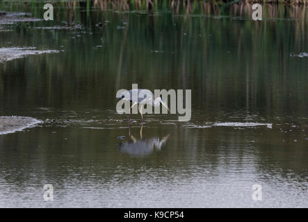 Un foraggio airone cinerino (Ardea cinera) Foto Stock