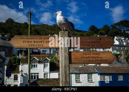 Gabbiano seduta sul post per informazioni di direzione dei puntatori intorno a Polperro Harbour south cornwall Foto Stock