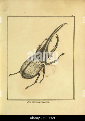 Naturhistorische Beschreibung der Insekten piastra (IV) (9308241034) Foto Stock