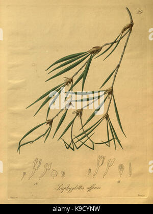 Nova generi ac specie plantarum, quas nel regno Chilensi Peruviano et in terra Amazonica (Pl. 99) (8619570058) Foto Stock