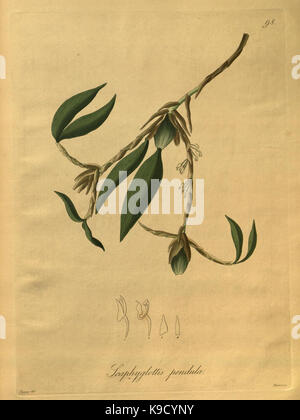 Nova generi ac specie plantarum, quas nel regno Chilensi Peruviano et in terra Amazonica (Pl. 98) (8619569294) Foto Stock