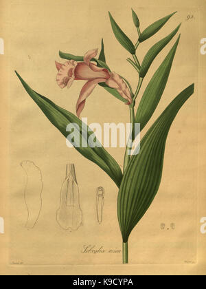 Nova generi ac specie plantarum, quas nel regno Chilensi Peruviano et in terra Amazonica (Pl. 93) (8619565494) Foto Stock