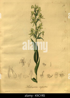 Nova generi ac specie plantarum, quas nel regno Chilensi Peruviano et in terra Amazonica (Pl. 78) (8618448309) Foto Stock