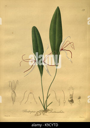 Nova generi ac specie plantarum, quas nel regno Chilensi Peruviano et in terra Amazonica (Pl. 59) (8618434143) Foto Stock