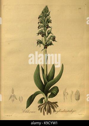 Nova generi ac specie plantarum, quas nel regno Chilensi Peruviano et in terra Amazonica (Pl. 50) (8619534502) Foto Stock