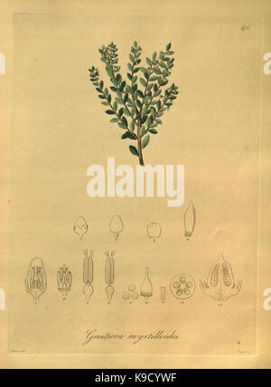 Nova generi ac specie plantarum, quas nel regno Chilensi Peruviano et in terra Amazonica (Pl. 41) (8619527438) Foto Stock