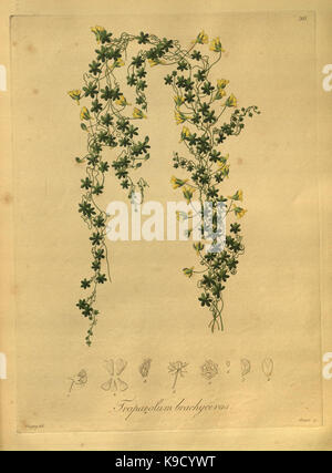 Nova generi ac specie plantarum, quas nel regno Chilensi Peruviano et in terra Amazonica (Pl. 36) (8618416305) Foto Stock