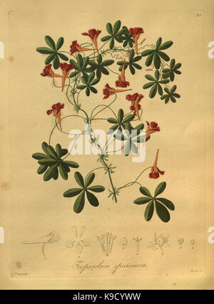 Nova generi ac specie plantarum, quas nel regno Chilensi Peruviano et in terra Amazonica (Pl. 35) (8619521800) Foto Stock