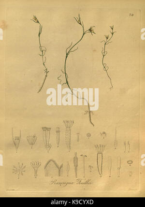 Nova generi ac specie plantarum, quas nel regno Chilensi Peruviano et in terra Amazonica (Pl. 24) (8619515138) Foto Stock