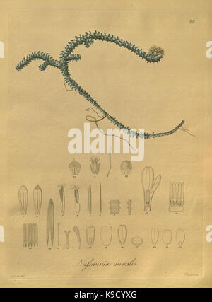 Nova generi ac specie plantarum, quas nel regno Chilensi Peruviano et in terra Amazonica (Pl. 22) (8618407075) Foto Stock