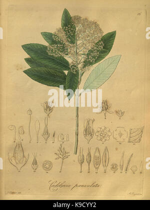 Nova generi ac specie plantarum, quas nel regno Chilensi Peruviano et in terra Amazonica (Pl. 16) (8619508554) Foto Stock