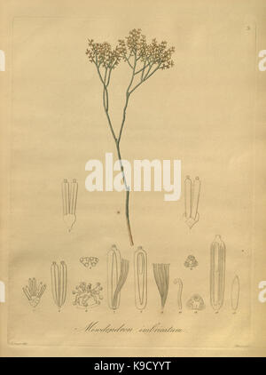 Nova generi ac specie plantarum, quas nel regno Chilensi Peruviano et in terra Amazonica (Pl. 3) (8618394011) Foto Stock