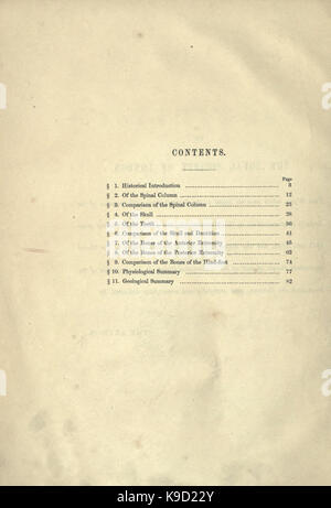 Ricordo il megatherium, o massa gigante bradipo d'America BHL31747778 Foto Stock