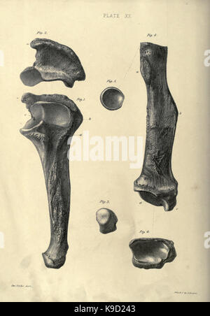 Ricordo il megatherium, o massa gigante bradipo d'America BHL31747872 Foto Stock