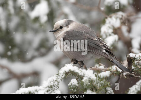 Gray Jay / Meisenhaeher ( Perisoreus canadensis ) in inverno, appollaiato in un albero durante la nevicata, noto anche come il Canada Jay o Whiskey Jack, Yellowstone, Foto Stock
