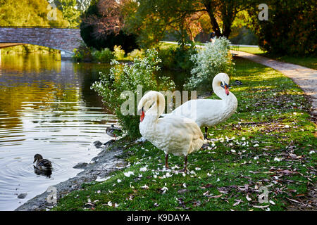 Due cigni su riverbank Foto Stock