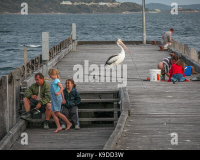 Pelican e pescatori sul molo del porto in Albany, Australia occidentale Foto Stock