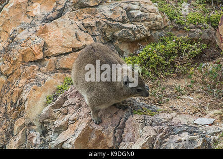 Cape hyrax a Hermanus, Western Cape, Sud Africa Foto Stock