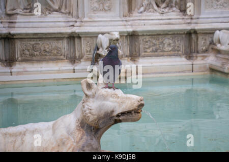 L'Italia, siena - 26 dicembre 2016: la vista di dettaglio della fonte gaia, un piccione sulla testa di lupo nella fontana di gioia il 26 dicembre 2016 in siena, tusc Foto Stock