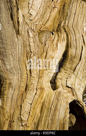Dunham Massey, Altrincham, Cheshire Foto Stock