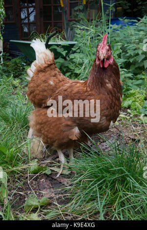 Marrone pollo ibrido intervallo libero nel giardino sul retro. Regno Unito Foto Stock