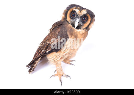 Legno marrone owl, Strix leptogrammica Foto Stock