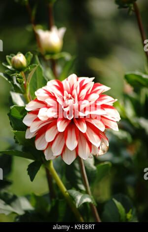 Il ritratto di un rosso dahlia con molti piccoli petali e un centro di bianco. Foto Stock